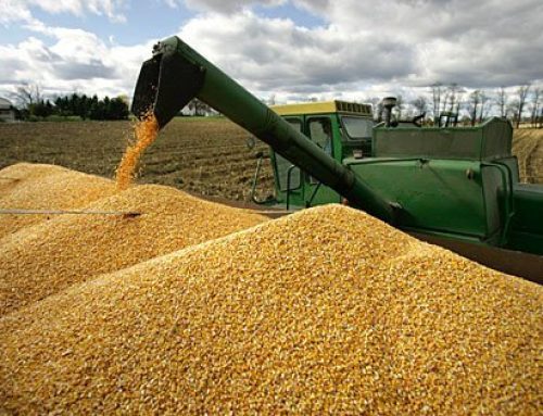 Import corn form ukraine